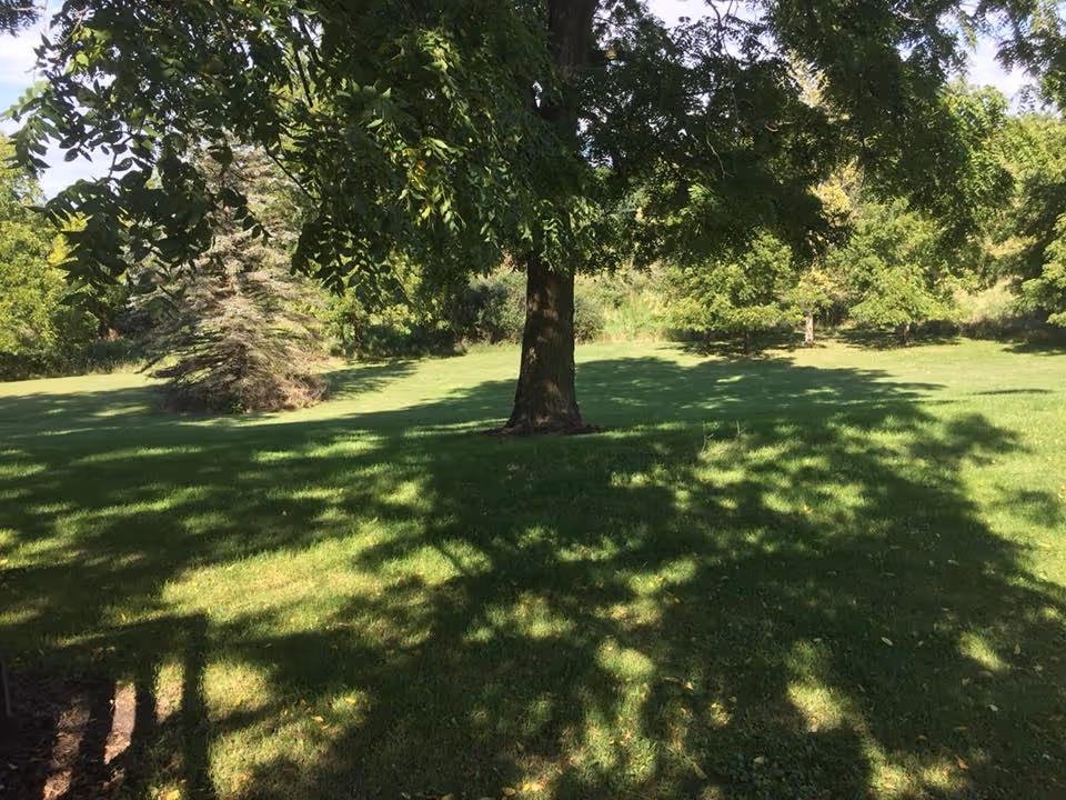 A sunny outdoor area with green grass and several trees casting shadows on the ground, creating a peaceful natural setting.