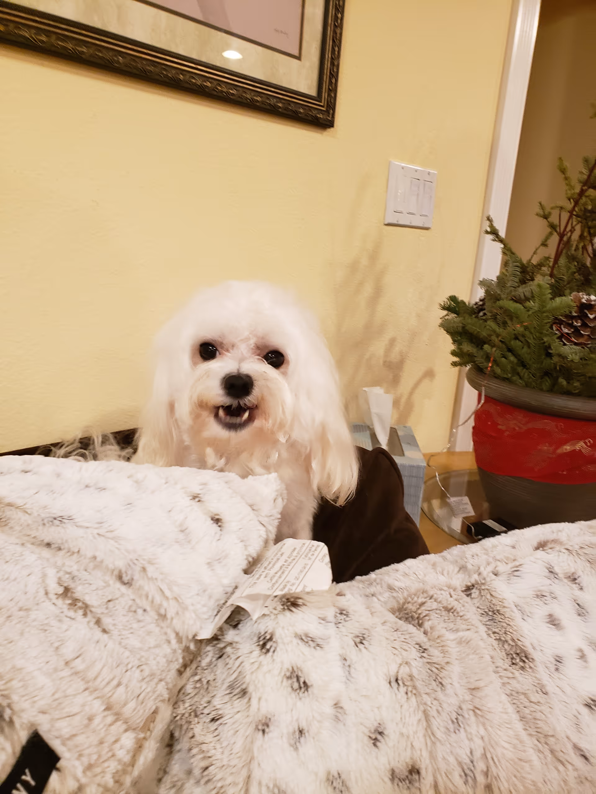 Small white dog sitting on a couch among fuzzy pillows with a potted plant and framed picture in a living room.