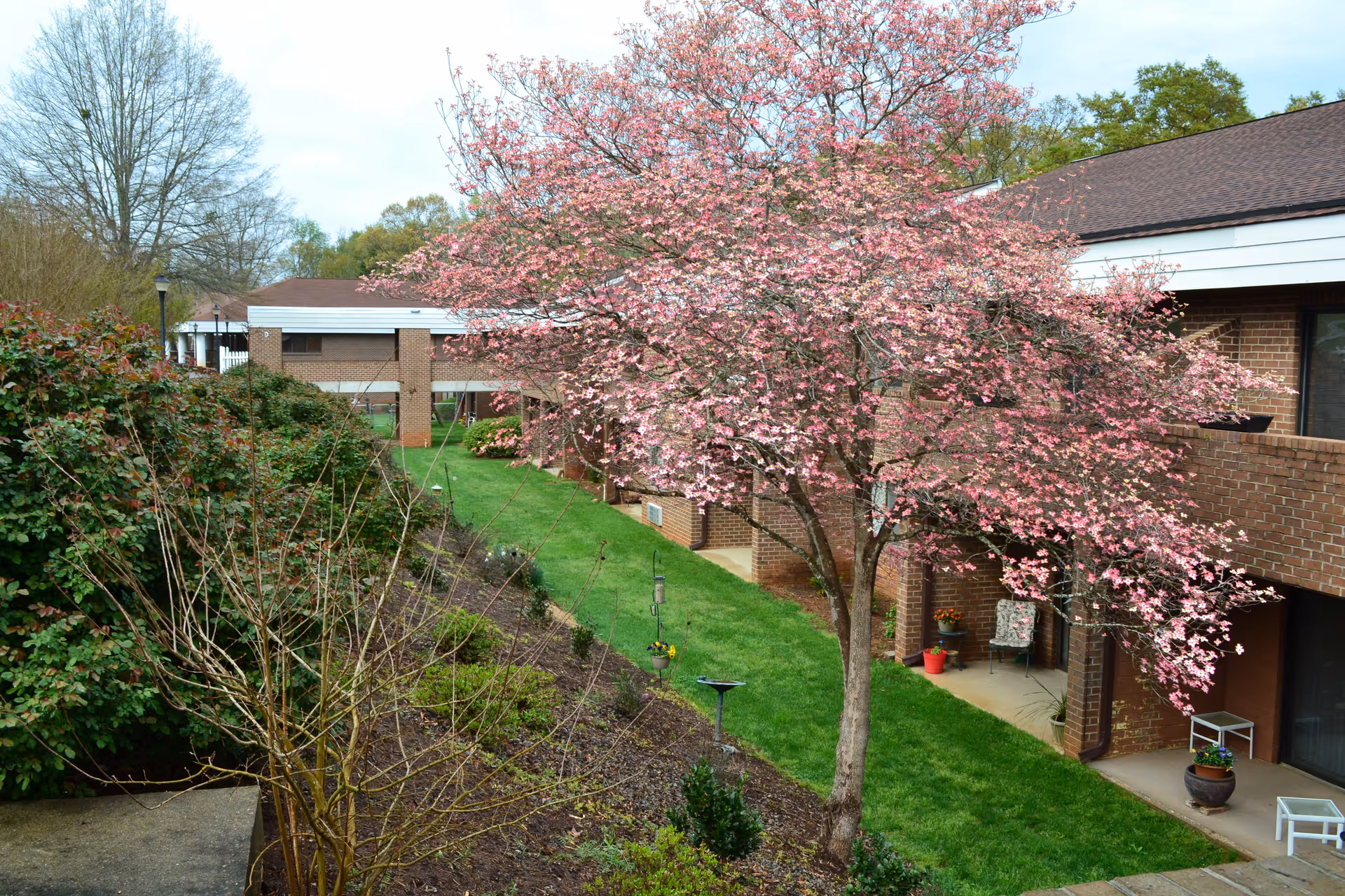 Brick apartment-style buildings flank a grassy courtyard with a blooming pink tree and shrubs.