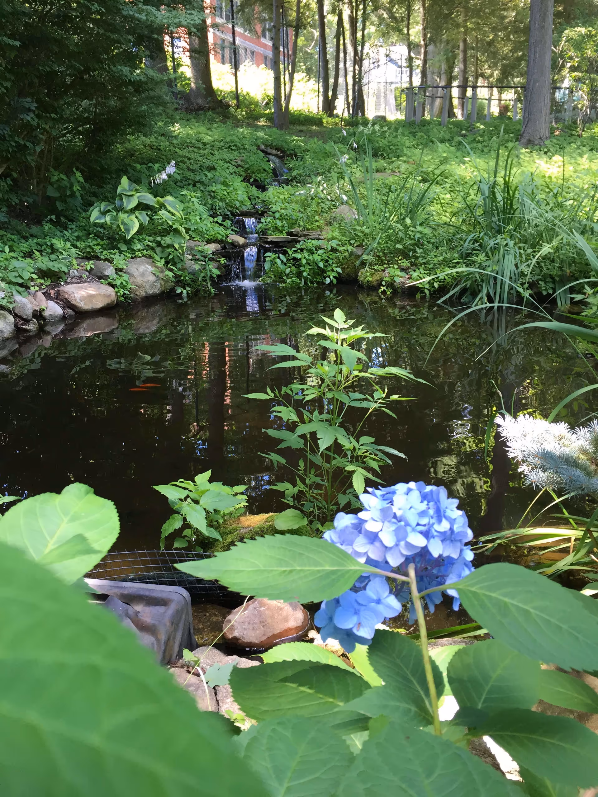 A serene outdoor garden scene featuring a small pond with a gentle waterfall surrounded by lush green plants and trees. In the foreground, there is a cluster of vibrant blue hydrangea flowers and various leafy plants. A brick building is partially visible in the background through the trees.