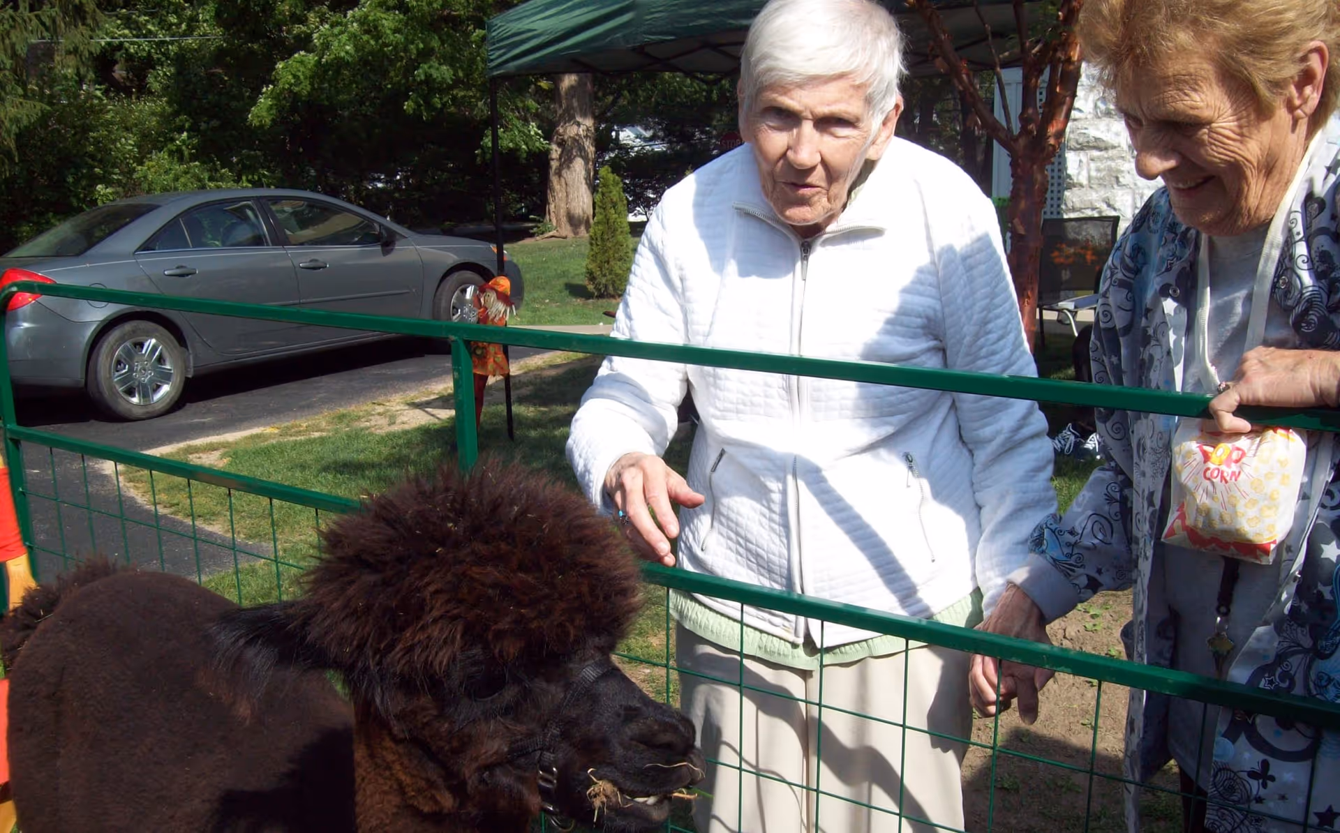 Two elderly women standing outside near a green metal fence, interacting with a dark brown alpaca. One woman is wearing a white quilted jacket and the other is holding a bag of popcorn. There is a gray car and trees in the background.
