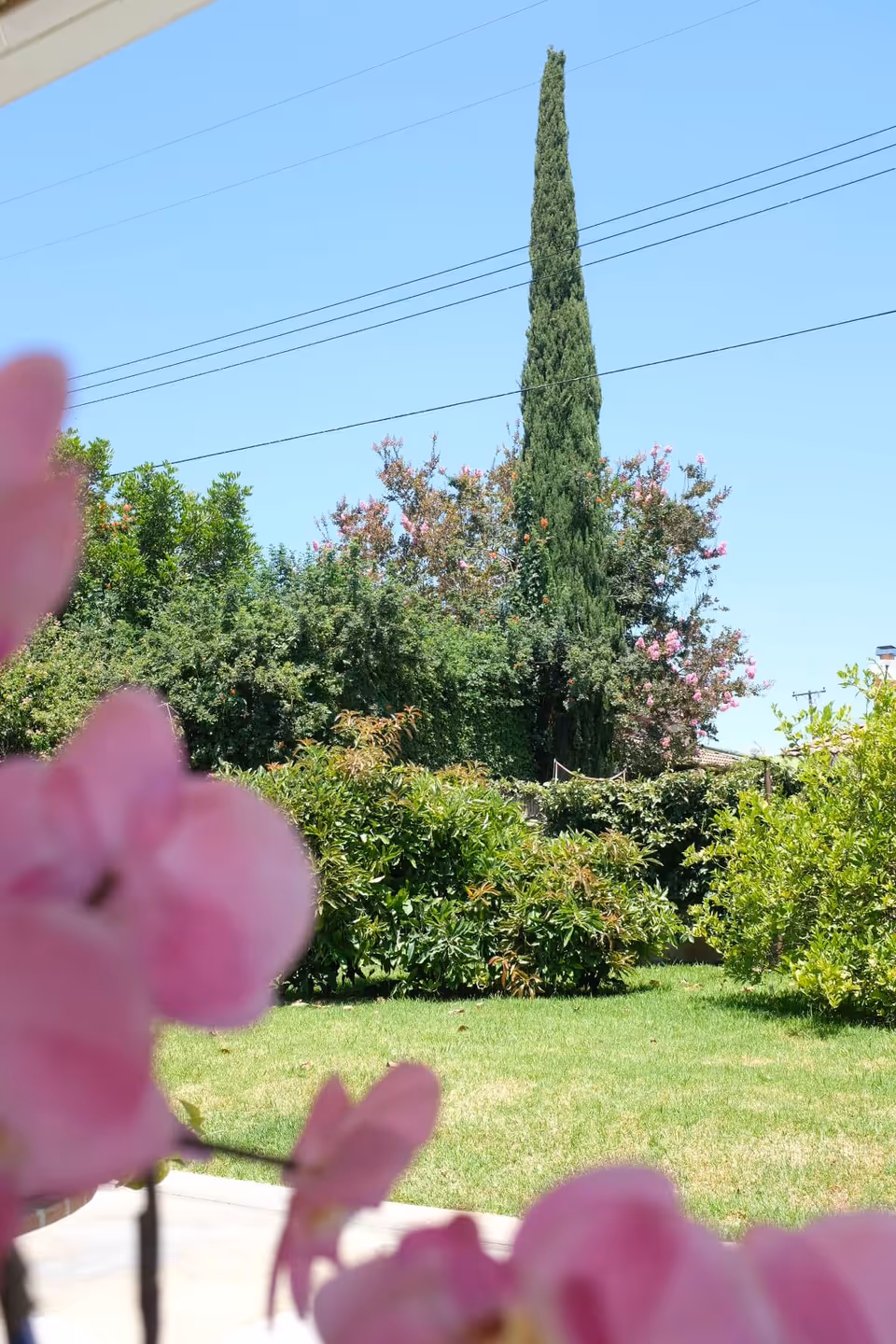 View of a garden with green grass, various bushes, and a tall cypress tree under a clear blue sky. Pink flowers are visible in the foreground, slightly out of focus.