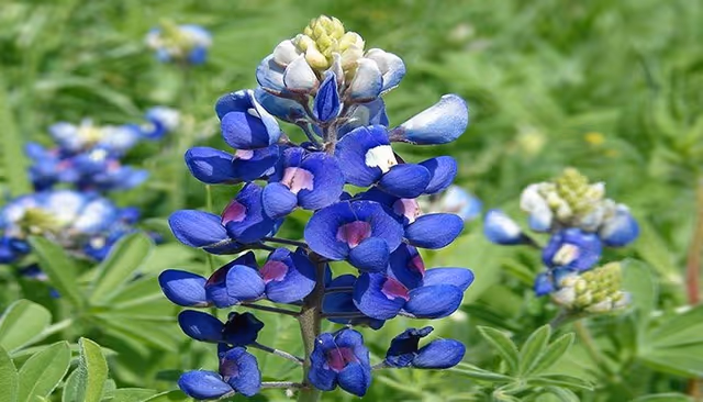 Close-up of a bluebonnet wildflower with deep blue petals against a blurred green background.