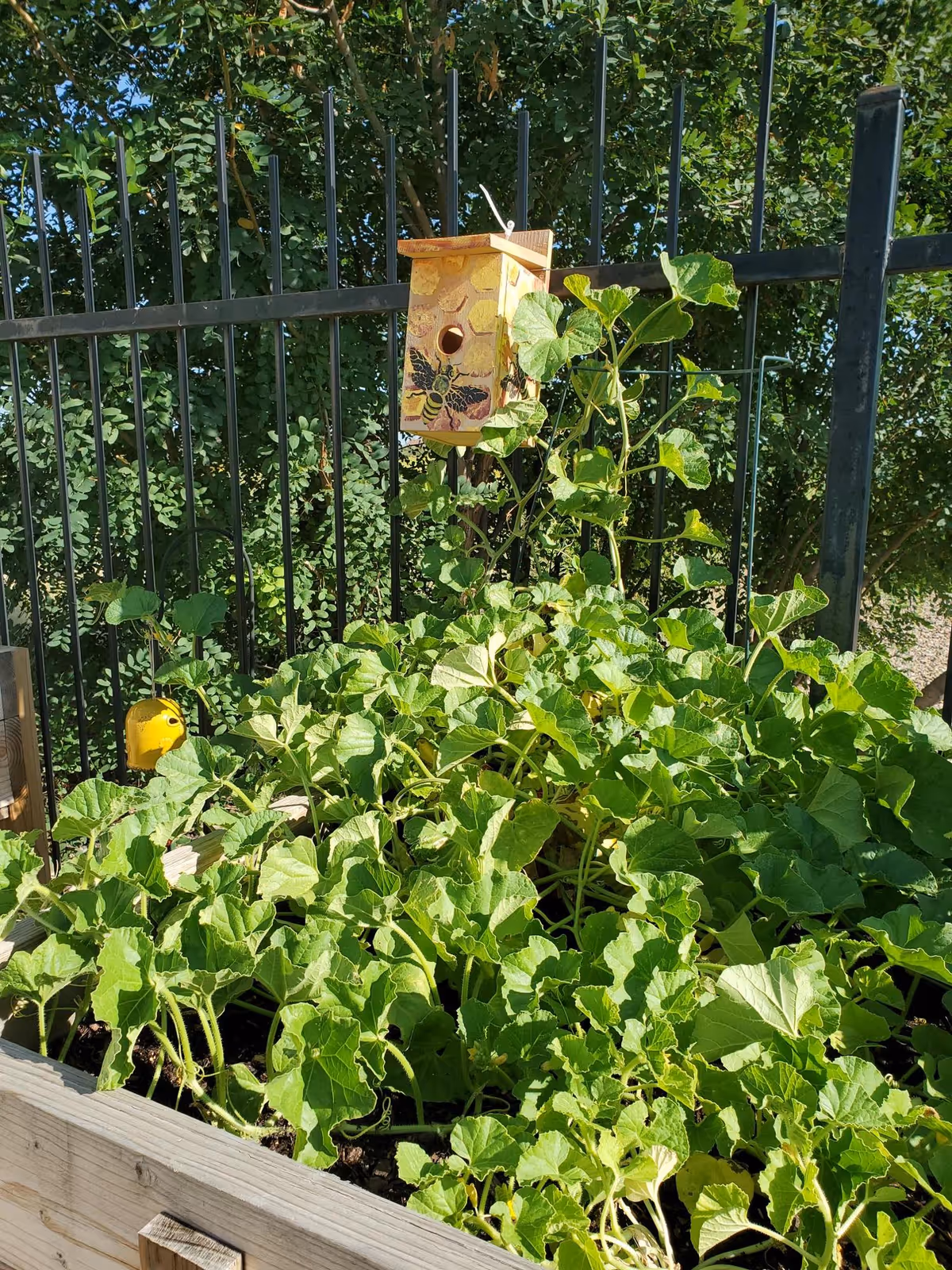 A raised garden bed filled with lush green plants growing vigorously. Behind the garden bed, there is a black metal fence and a decorative birdhouse painted with a bee design hanging on the fence. Trees and greenery are visible in the background under bright sunlight.