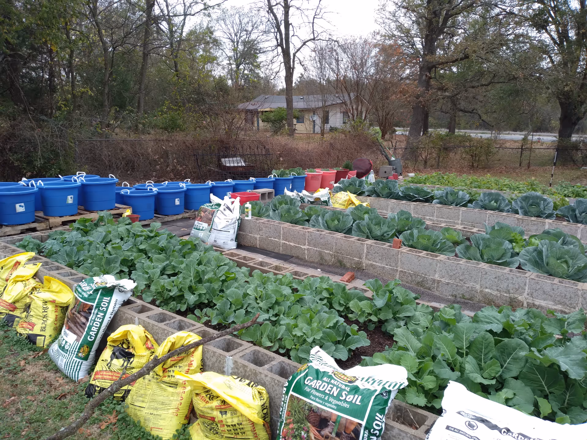 Raised garden beds with rows of leafy green vegetables, bags of garden soil, and blue planting tubs in an outdoor yard.