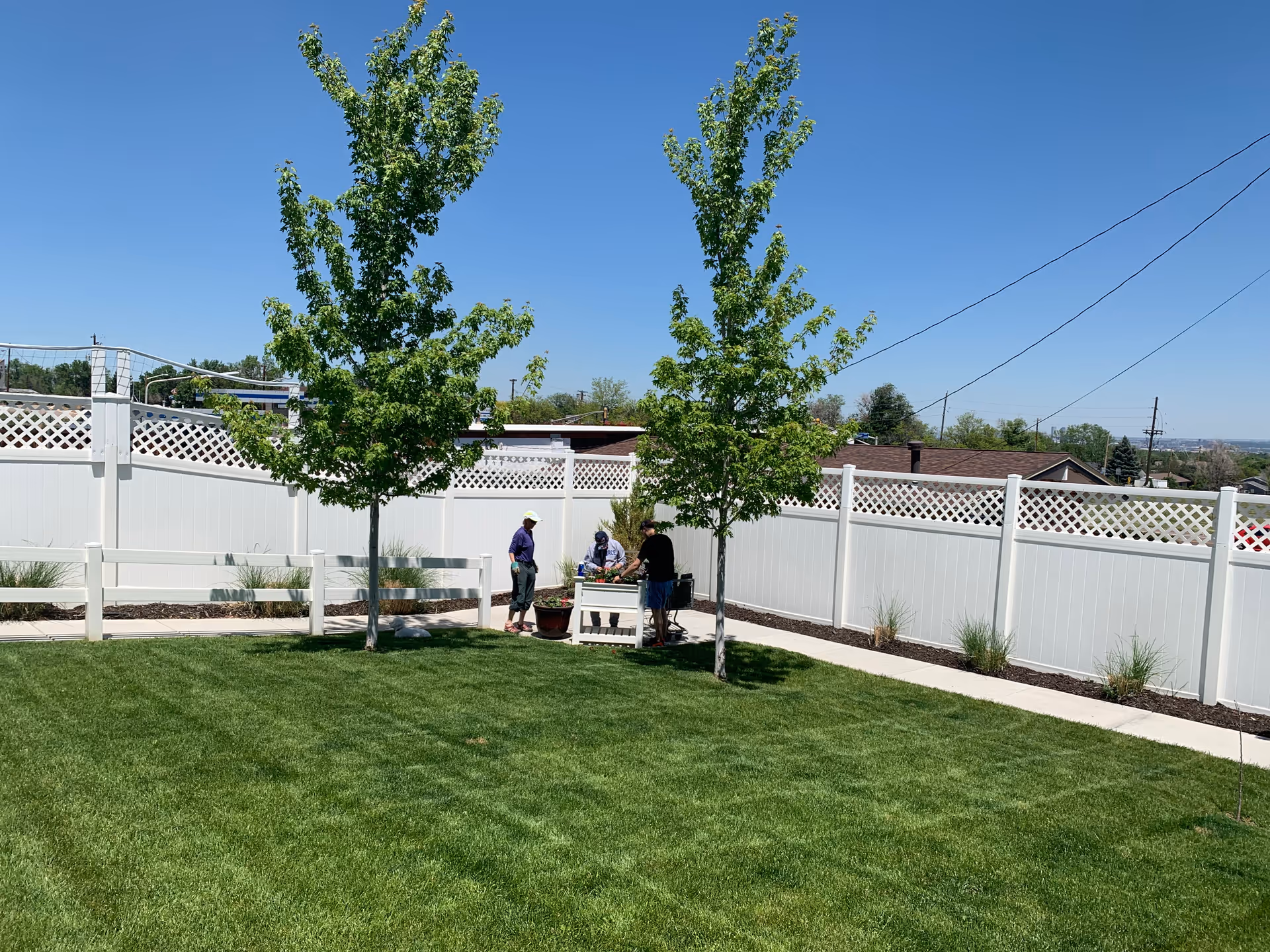 A sunny outdoor garden area with a well-maintained green lawn, two young trees, and a white fence with lattice top panels. Three people are gathered around a small table or planter near the fence, engaging in an activity. The sky is clear and blue.