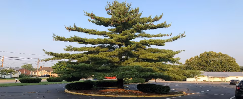 A large pine tree with wide, horizontal branches stands in the center of a circular landscaped island in a parking lot. Surrounding the tree are trimmed bushes and a curb. In the background, there are houses, utility poles, and other trees under a clear blue sky.