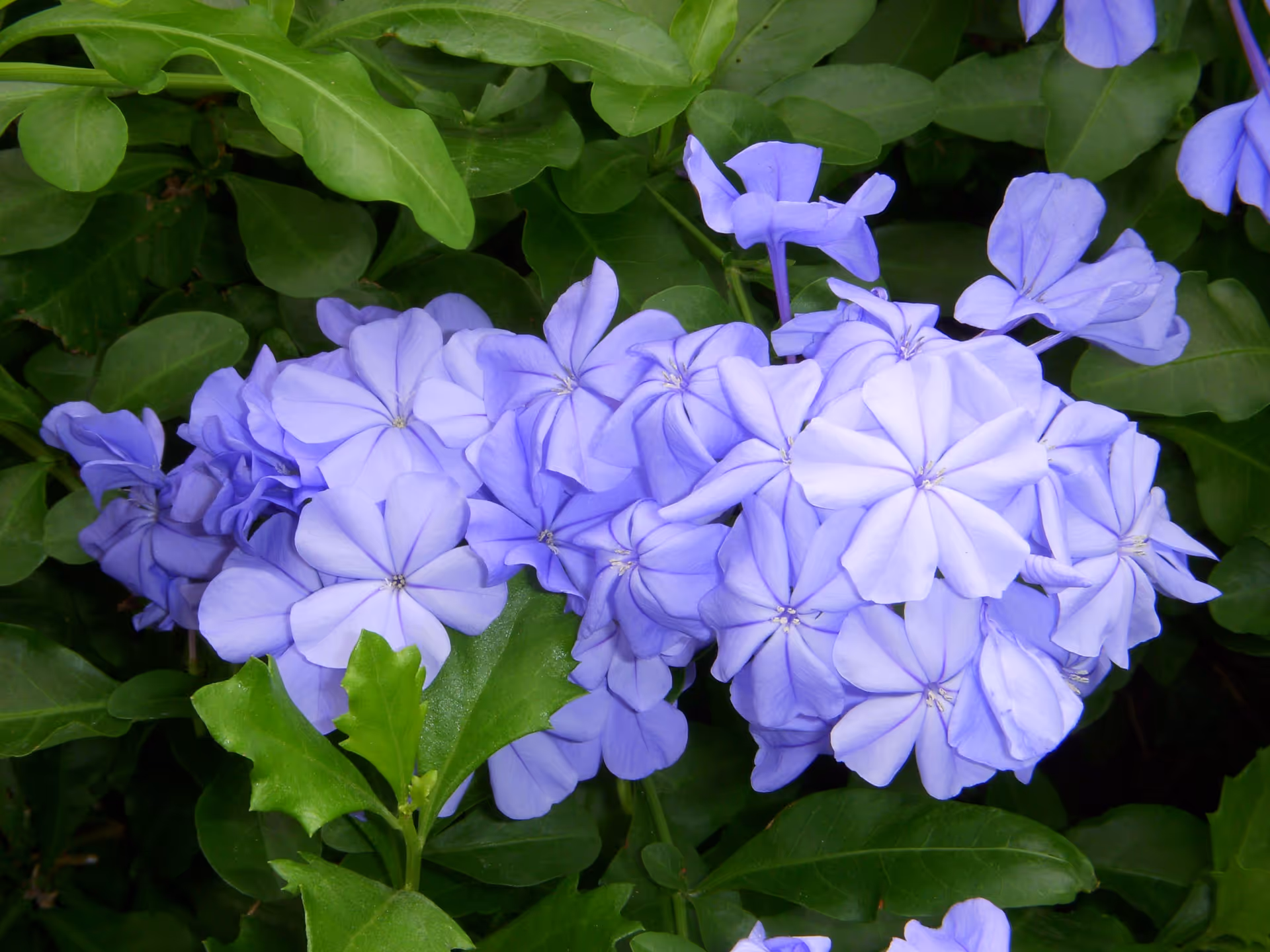 Close-up of a cluster of light purple flowers surrounded by green leaves.