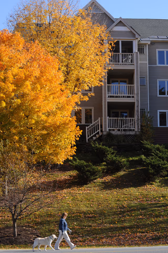 A person walking a dog past a multi-story residential building with balconies and a large tree bearing bright yellow autumn leaves.