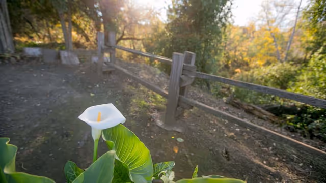 A white calla lily in the foreground with a wooden split-rail fence and sunlit trees in the background.