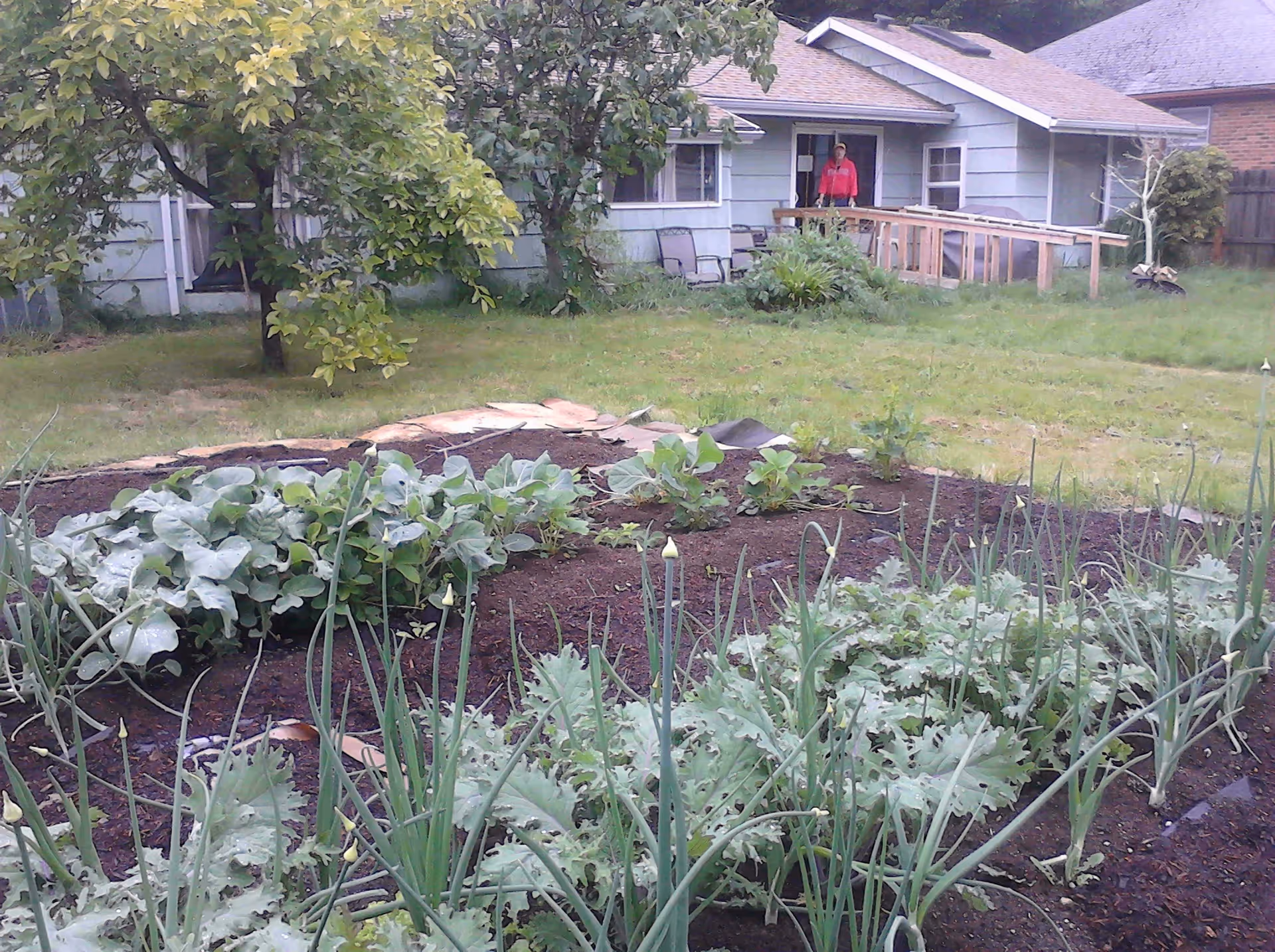 A backyard garden with various green plants growing in soil beds. In the background, there is a light blue house with a wooden ramp leading to the door. A person wearing a red jacket and cap stands at the entrance of the house. Trees and grass surround the garden area.