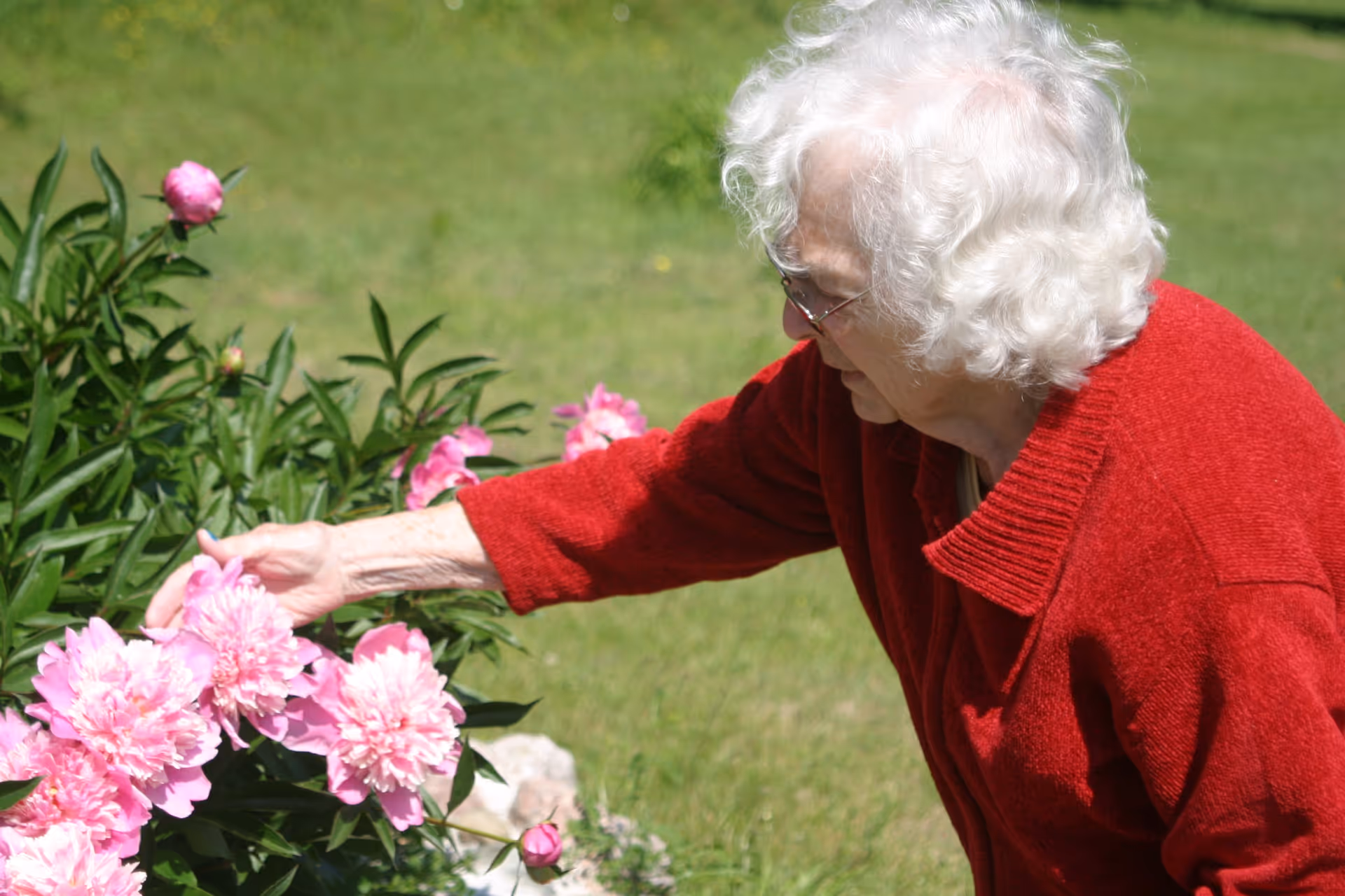 An elderly woman with white curly hair wearing a red sweater is outdoors, gently touching or examining pink flowers in a garden with green grass in the background.
