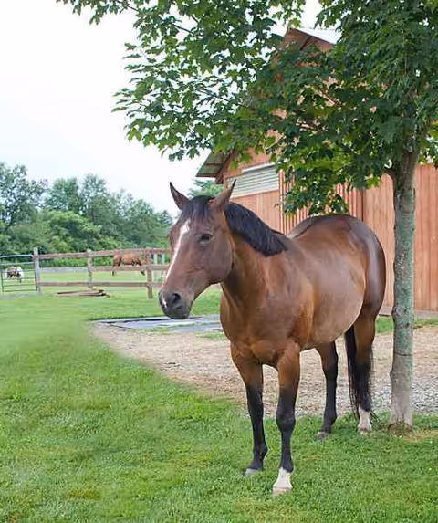 A brown horse stands beside a wooden barn on a grassy outdoor area.