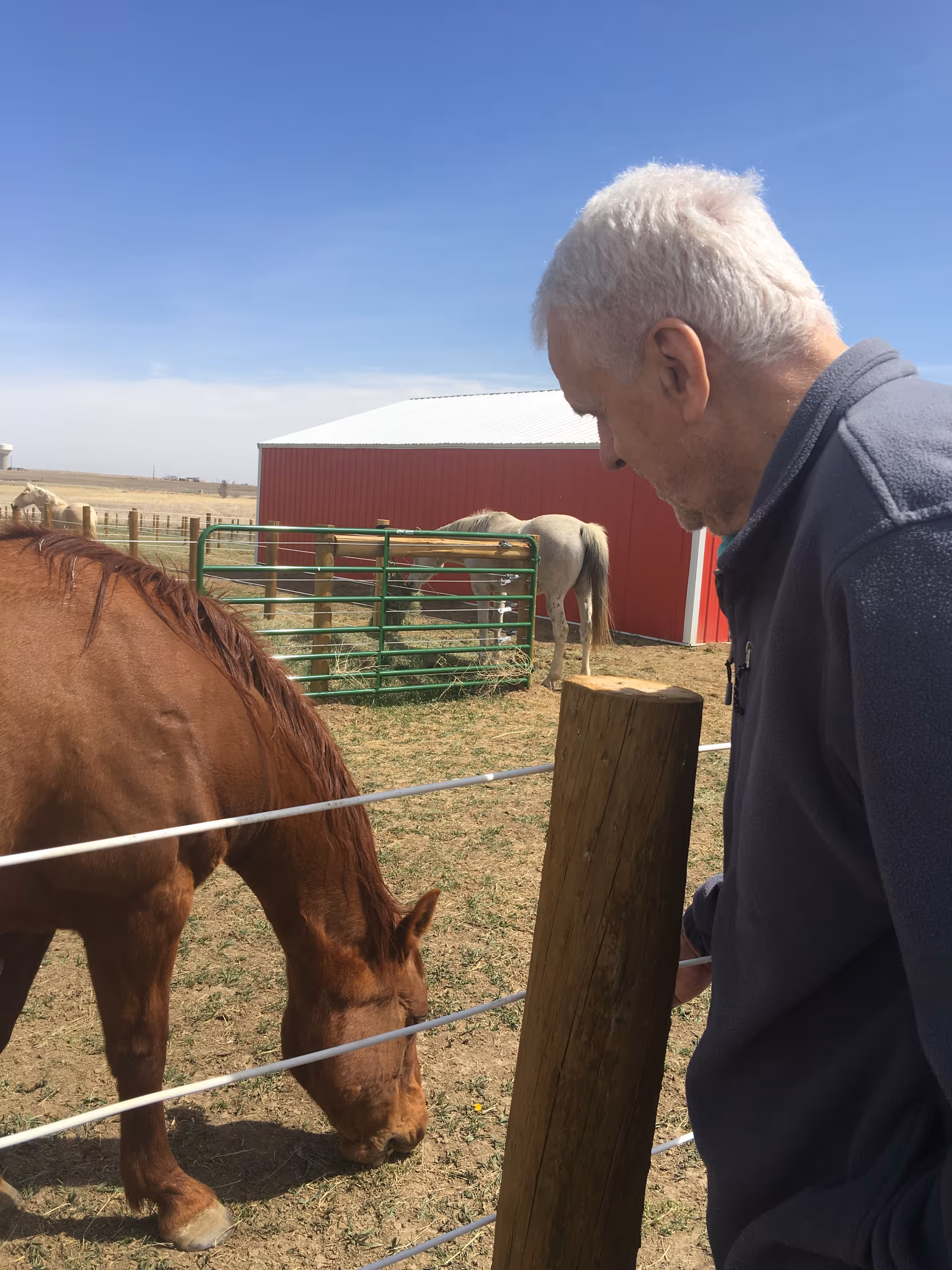 An elderly man with white hair wearing a dark jacket is standing near a wooden post and looking at a brown horse grazing on grass inside a fenced area. In the background, there is a white horse near a red barn under a clear blue sky.