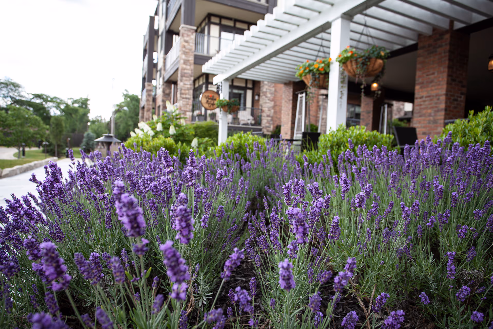 Close-up view of vibrant purple lavender flowers in a garden bed outside a brick building with a covered patio and hanging flower baskets.