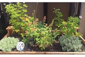 A raised garden bed filled with various green plants and flowers, situated outdoors against a building wall.