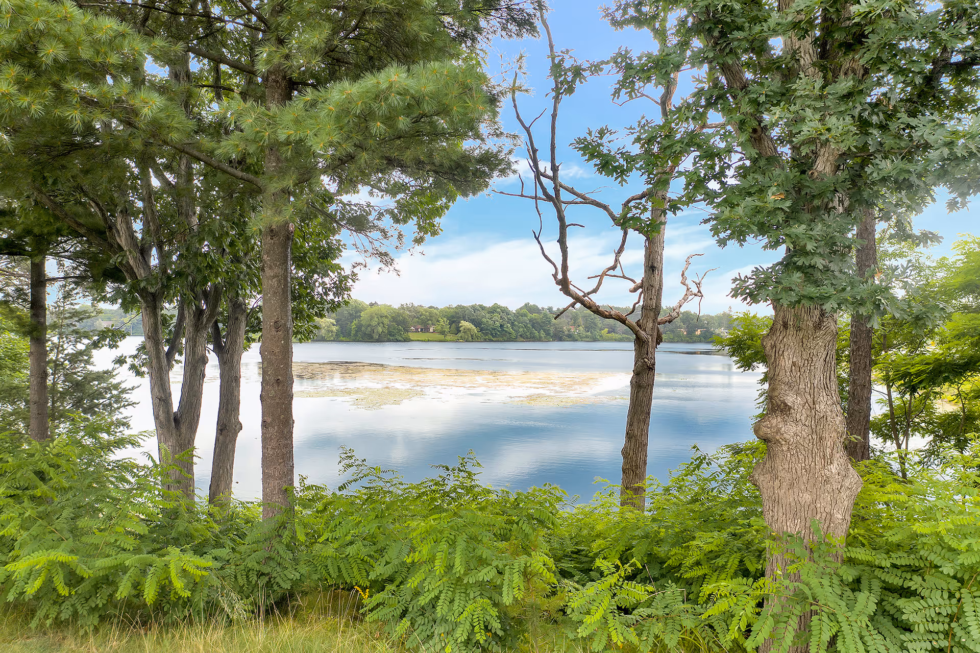 View of a calm lake surrounded by trees and greenery under a partly cloudy blue sky, seen through a foreground of tall trees and lush bushes.