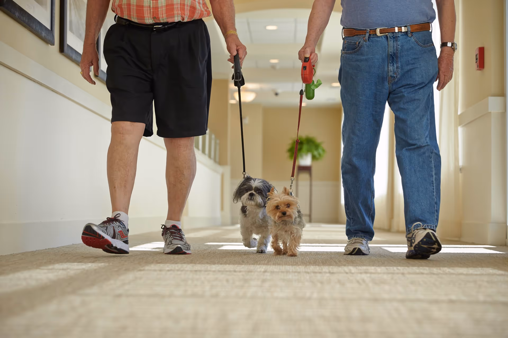 Two elderly men walking small dogs on leashes down a carpeted hallway inside a building with light-colored walls and ceiling lights.