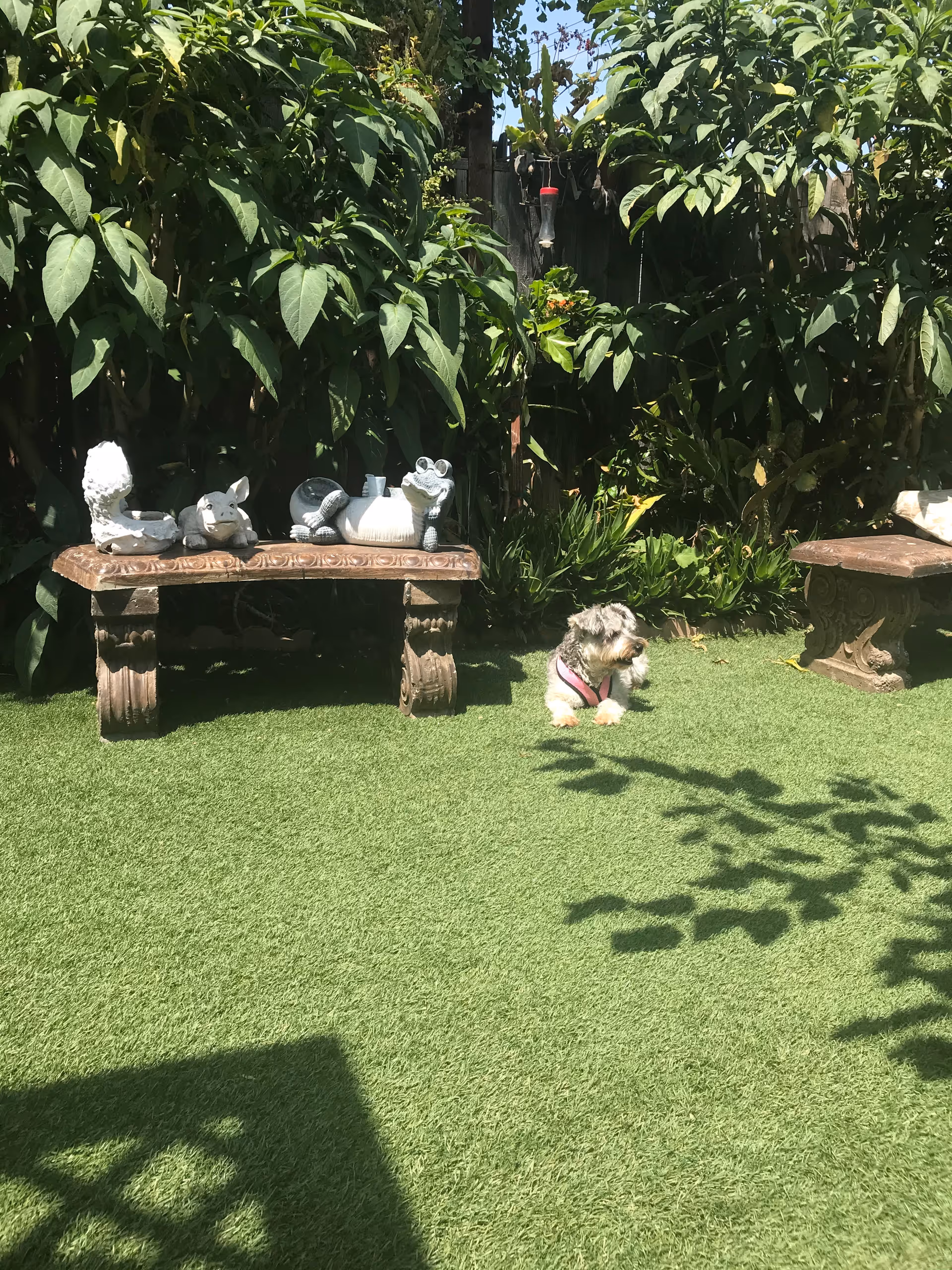 A small dog wearing a pink harness lying on green artificial grass in a garden area. There are two ornate stone benches, one with decorative animal sculptures on it, and dense green foliage in the background under bright sunlight.