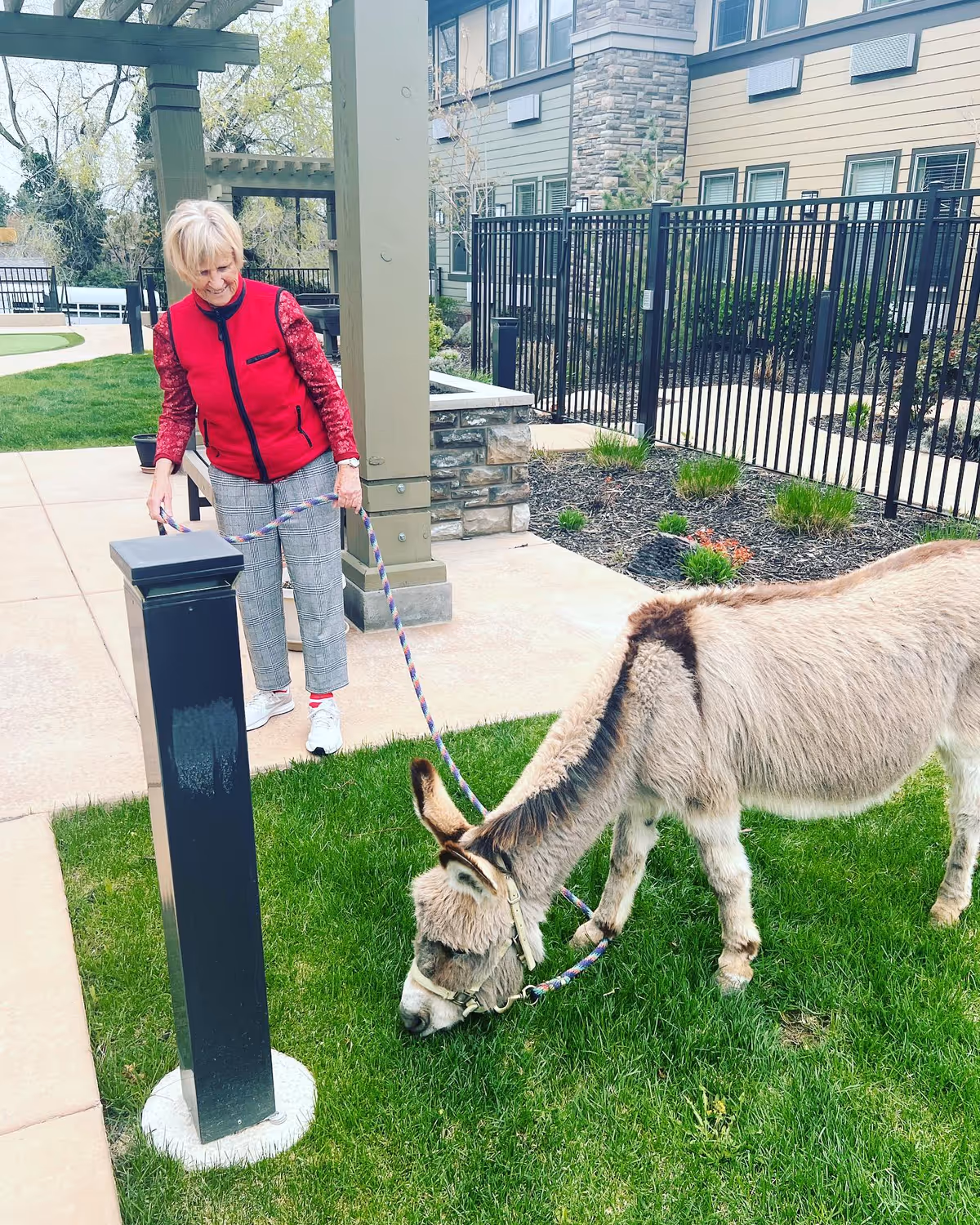 An elderly woman wearing a red vest and gray pants is holding a leash attached to a donkey that is grazing on green grass in an outdoor area of a senior living facility. The background shows a building with stone and siding exterior, a black metal fence, and some landscaping.