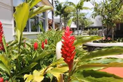 Red tropical flowers and green foliage in a sunny courtyard with palm trees and a building in the background.