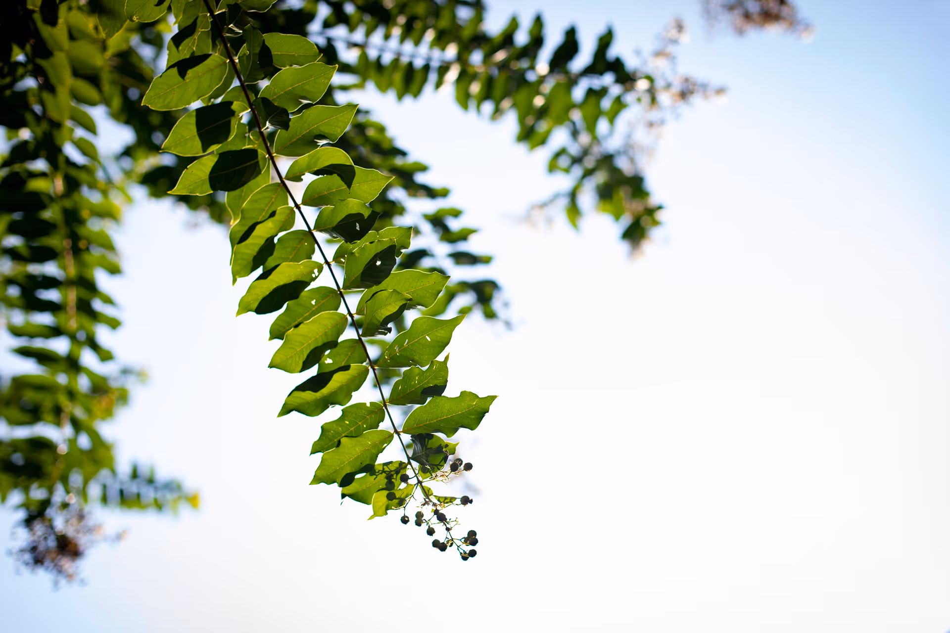 Close-up view of green leaves and small buds on tree branches against a bright, clear sky background.