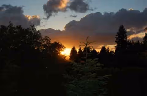 Sunset over treetops with silhouetted trees and a colorful evening sky.