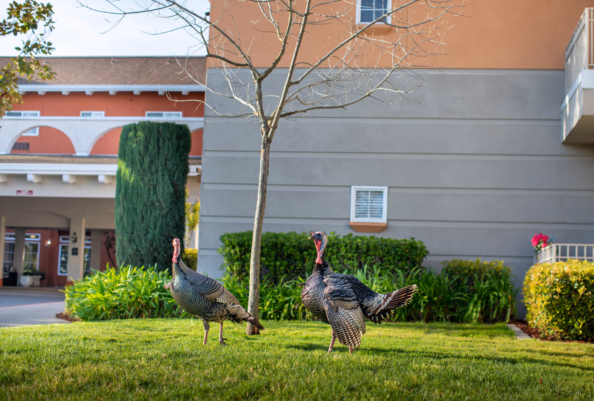 Two wild turkeys standing on a grassy lawn in front of a building with bushes, a small tree, and a red and gray exterior wall.