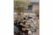 A small outdoor pond with rocks surrounding it and a duck standing on the rocks. In the background, there is a beige building with windows and some bushes.