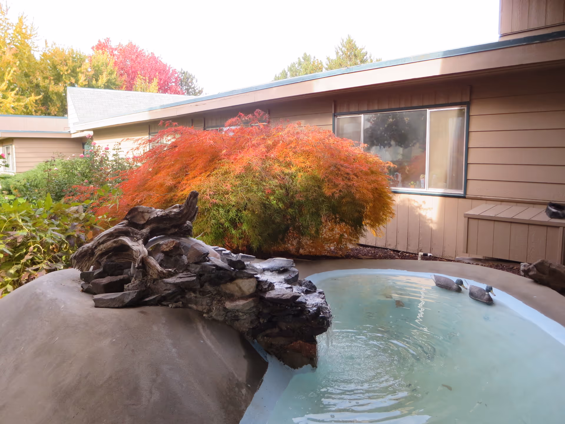 A small outdoor water feature with a rock and driftwood structure flowing water into a shallow pool, surrounded by colorful autumn foliage and a beige building with windows in the background.
