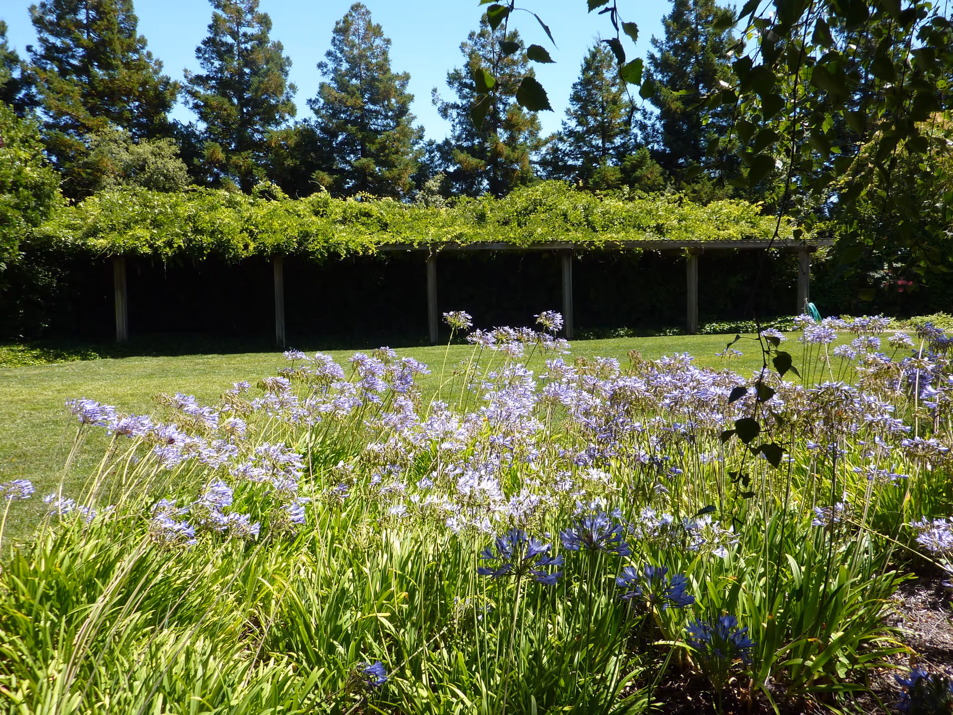 A sunny outdoor garden area with a lush green lawn, purple flowering plants in the foreground, and a wooden pergola covered with green vines. Tall trees are visible in the background under a clear blue sky.
