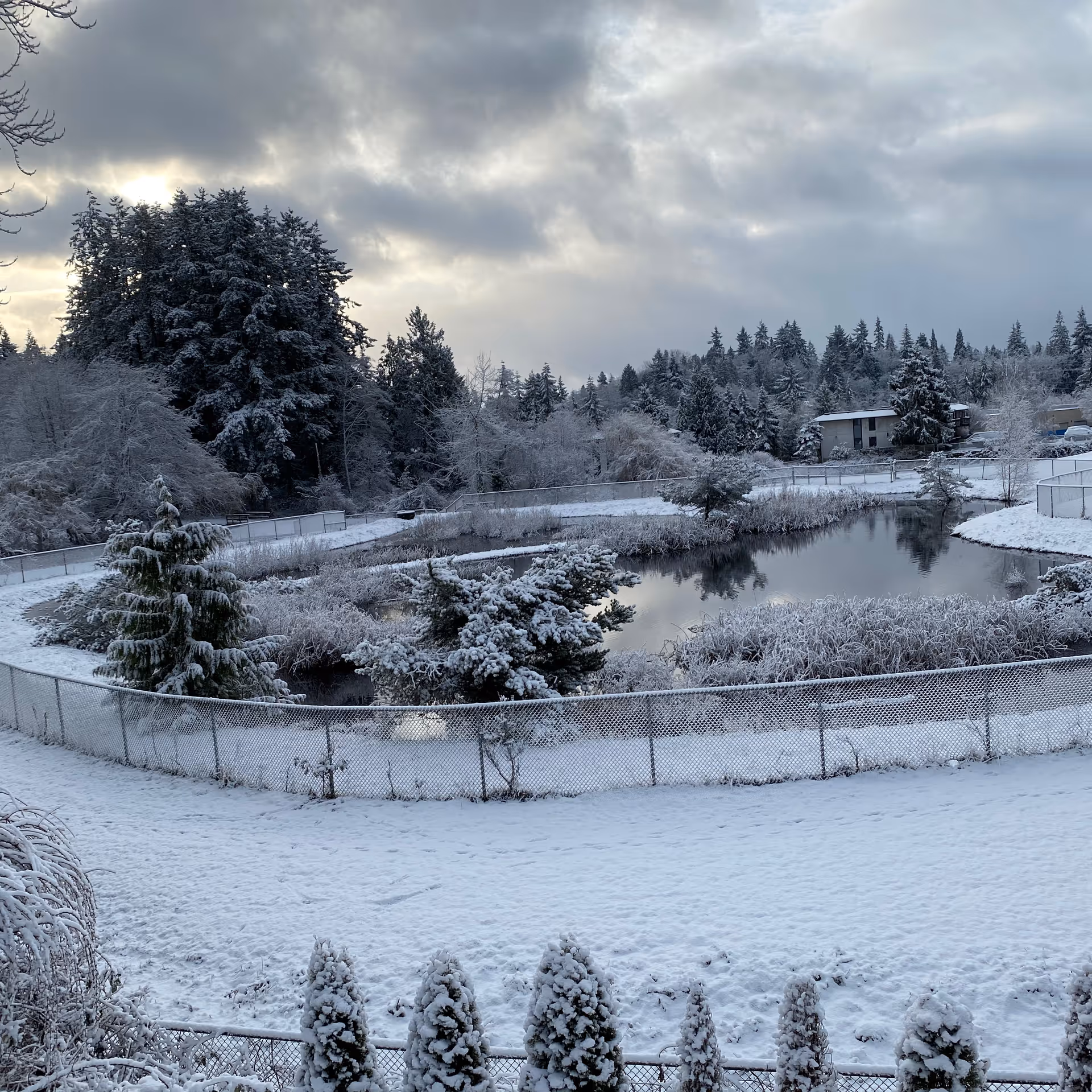 Snow-covered pond and surrounding trees and shrubs behind a chain-link fence with a small building in the distance under a cloudy sky.