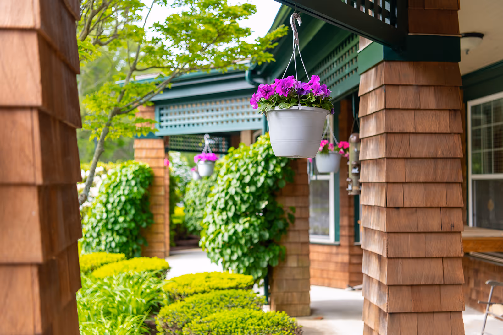 View of a covered outdoor walkway with wooden pillars and hanging white pots filled with purple flowers. Green bushes and trees surround the area, creating a lush garden atmosphere.