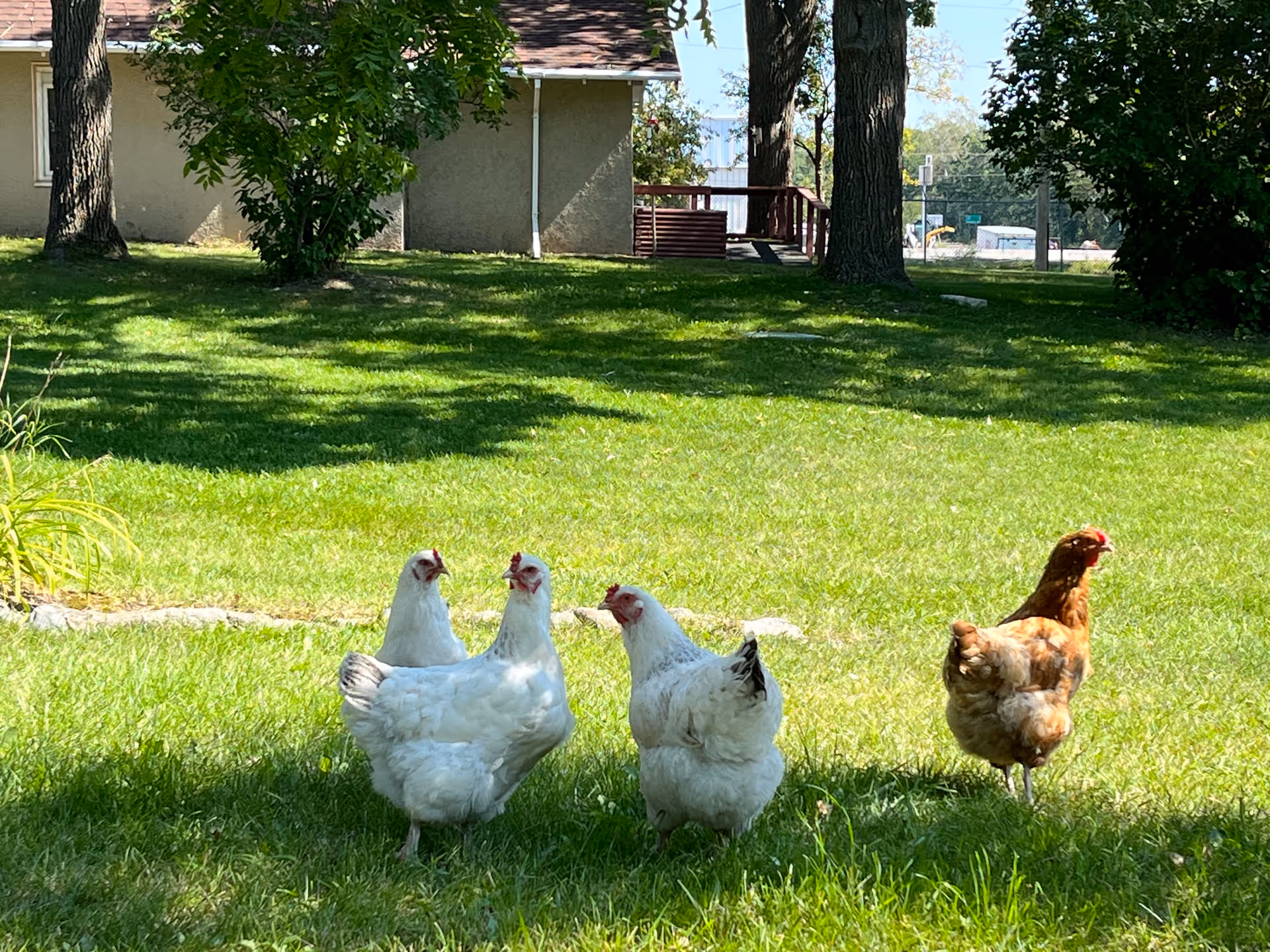 Three white chickens and one brown chicken standing on a sunlit grassy lawn with trees and a building in the background.