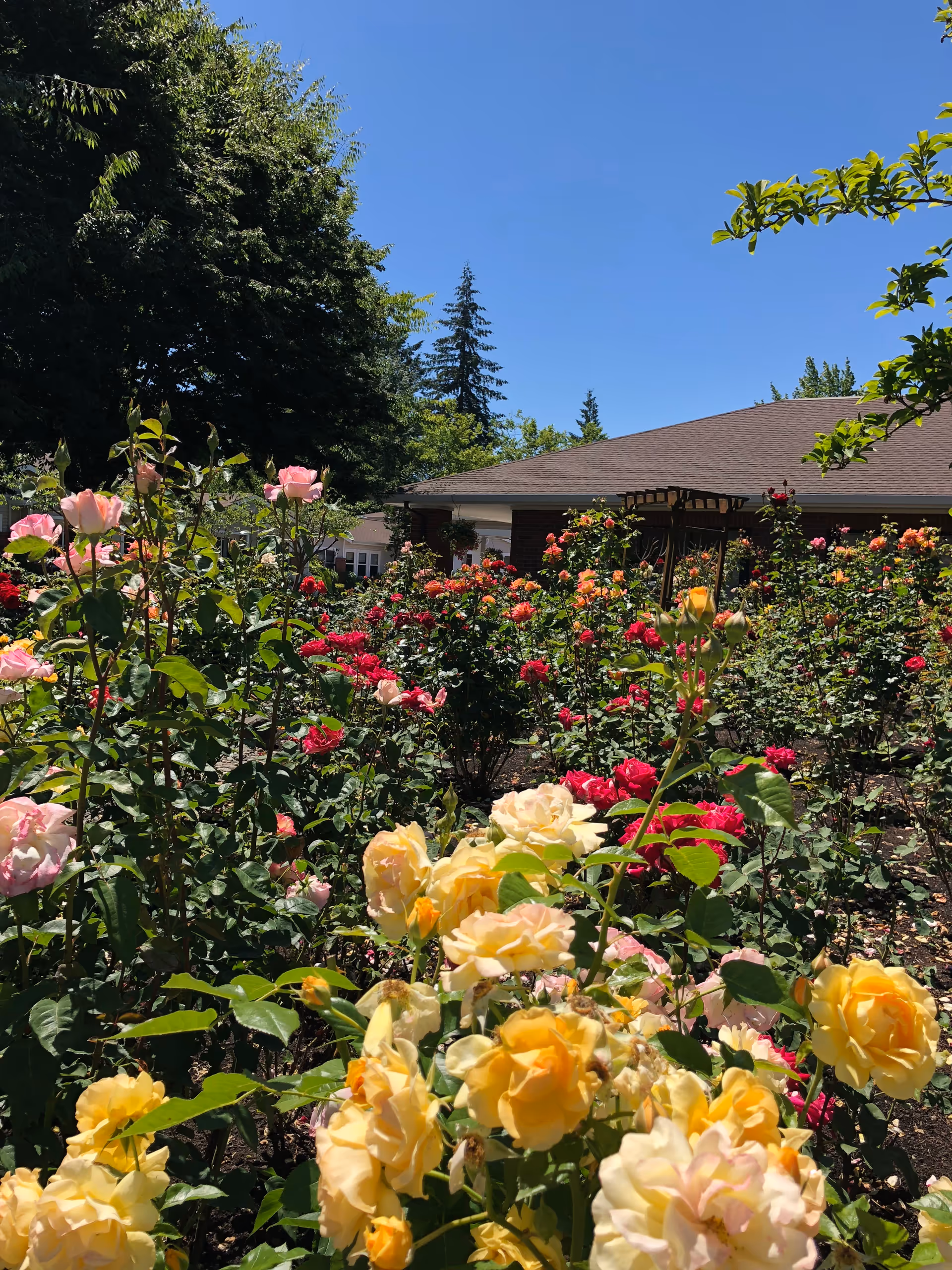 A sunny rose garden with yellow, pink, and red blooms in front of a low building under a clear blue sky.