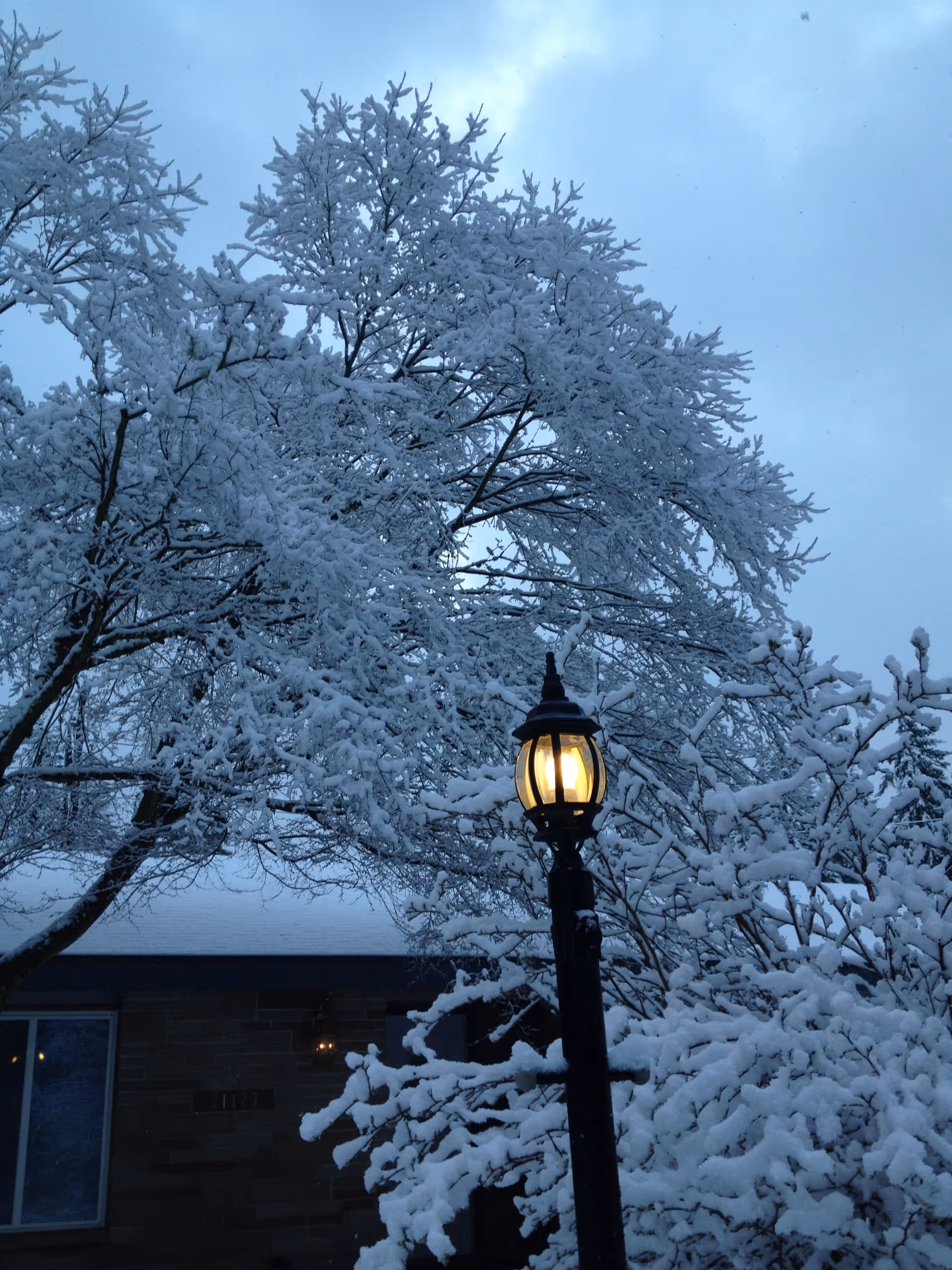 Snow-covered trees and bushes surrounding a lit black street lamp in front of a building during dusk or early evening.