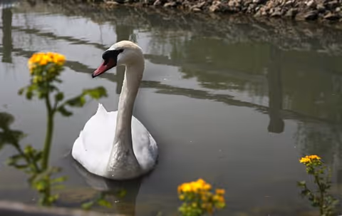 A white swan gliding on a pond with yellow flowers in the foreground and a stone edge in the background.