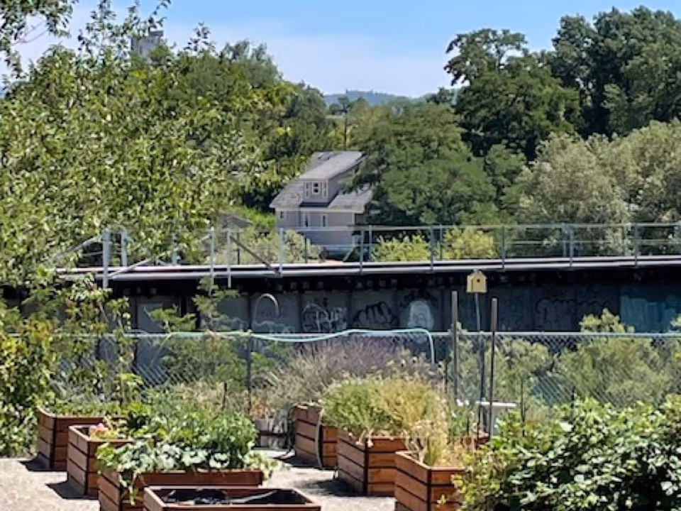 Outdoor garden area with several wooden planter boxes containing various green plants and shrubs. In the background, there is a chain-link fence, a bridge with graffiti, and trees with a house partially visible behind them under a clear blue sky.