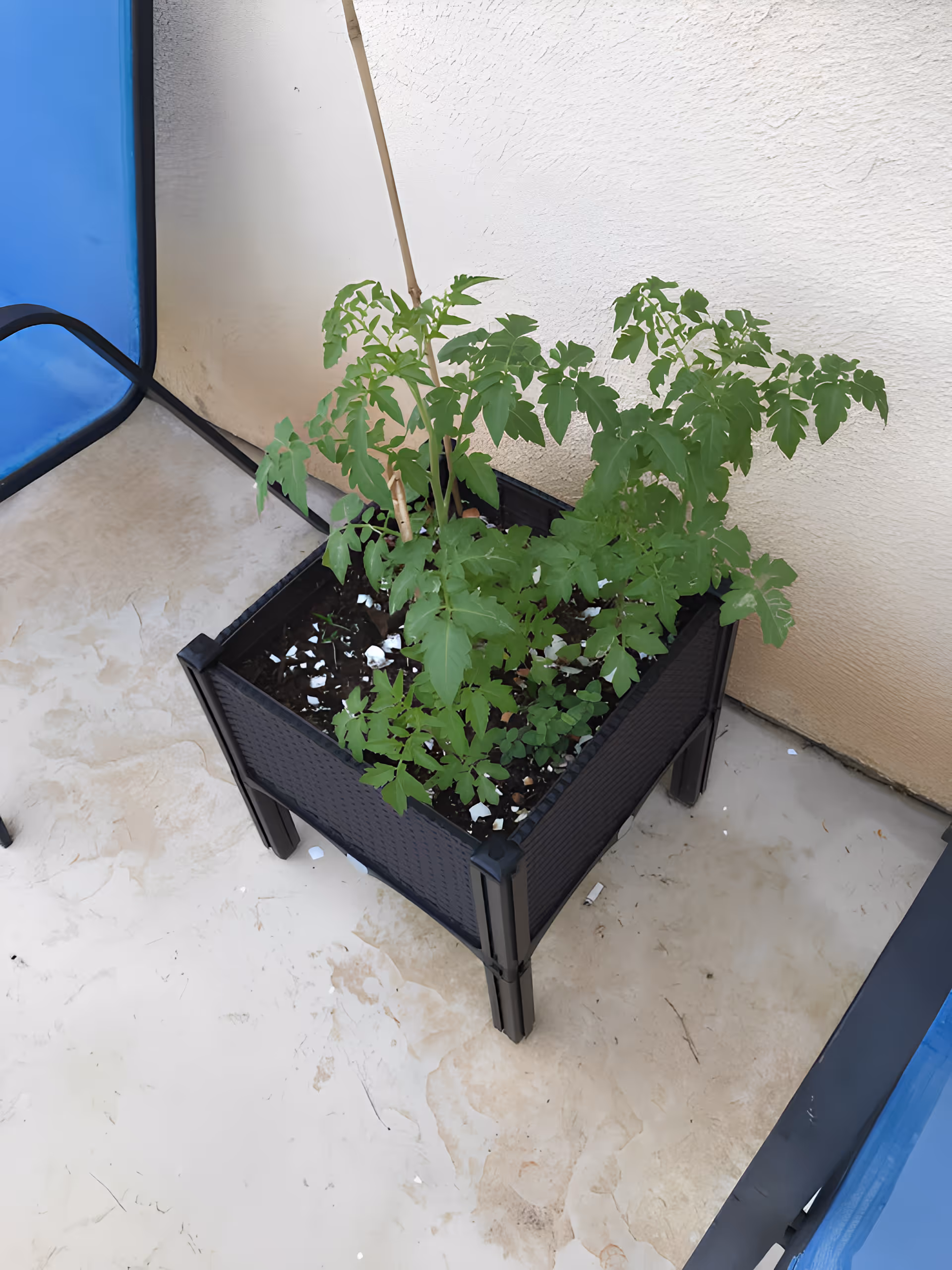 A small black raised garden planter with green tomato plants growing in soil, placed on a beige tiled floor against a light-colored wall. There is a blue chair partially visible on the left side.