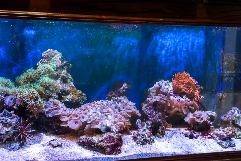 An aquarium with various corals, sea anemones, and a clownfish swimming inside. The tank has a blue background and sandy bottom with rocks and marine life.