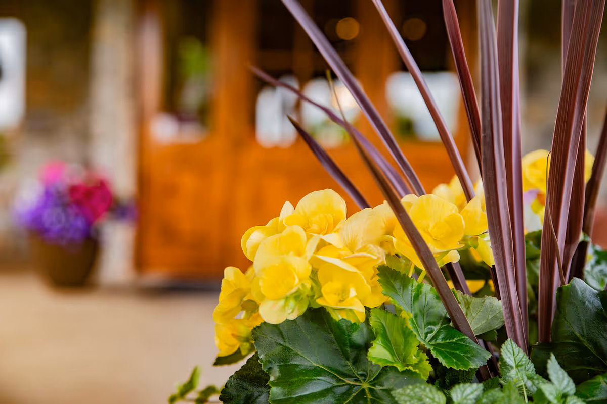 Close-up of yellow flowers in a planter with a blurred wooden entrance in the background.