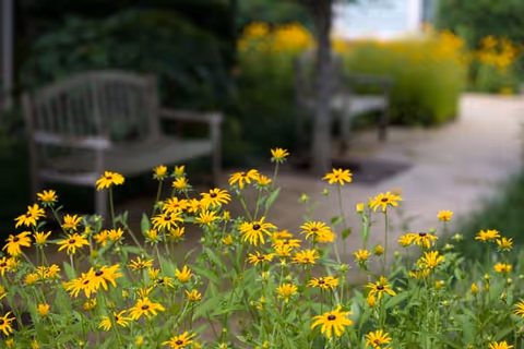A garden path with blooming yellow flowers in the foreground and wooden benches along the pathway surrounded by greenery.