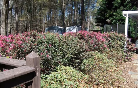 A garden area with dense bushes featuring pink flowers, surrounded by trees and some garden sheds in the background. Part of a wooden railing is visible in the foreground on the left side.