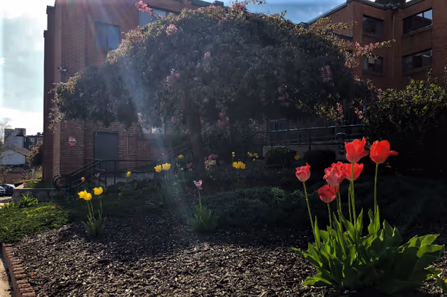 Outdoor garden area with blooming red and yellow tulips in front of a brick building under a clear sky with sunlight shining through the trees.
