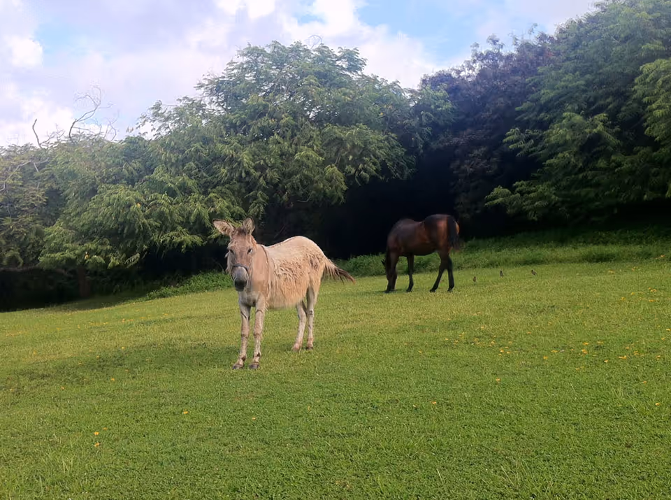 A grassy field with a donkey standing in the foreground and a horse grazing in the background, surrounded by dense green trees under a partly cloudy sky.