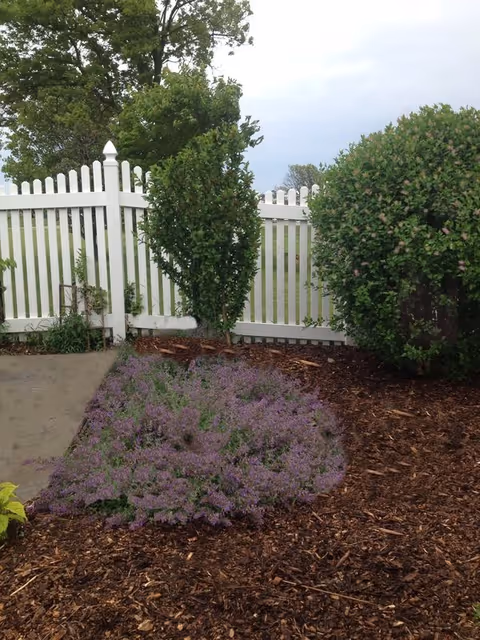 A garden area with a white picket fence in the background. There are two green bushes and a patch of purple flowering plants surrounded by brown mulch. A concrete pathway is visible on the left side of the image.