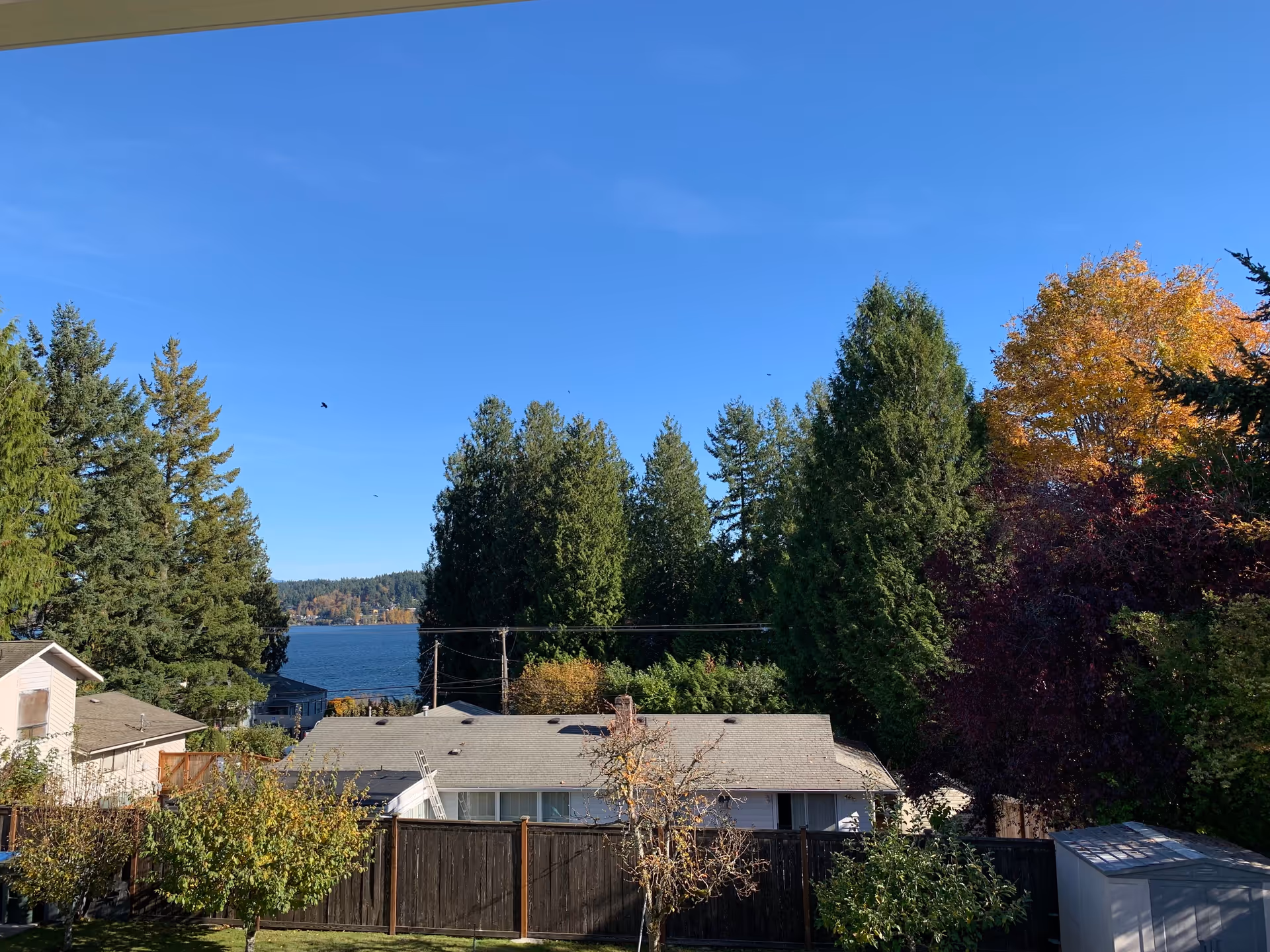 View of a residential backyard with a wooden fence, several trees including some with autumn foliage, a small shed, and houses with gray roofs. In the background, there is a body of water and a clear blue sky.