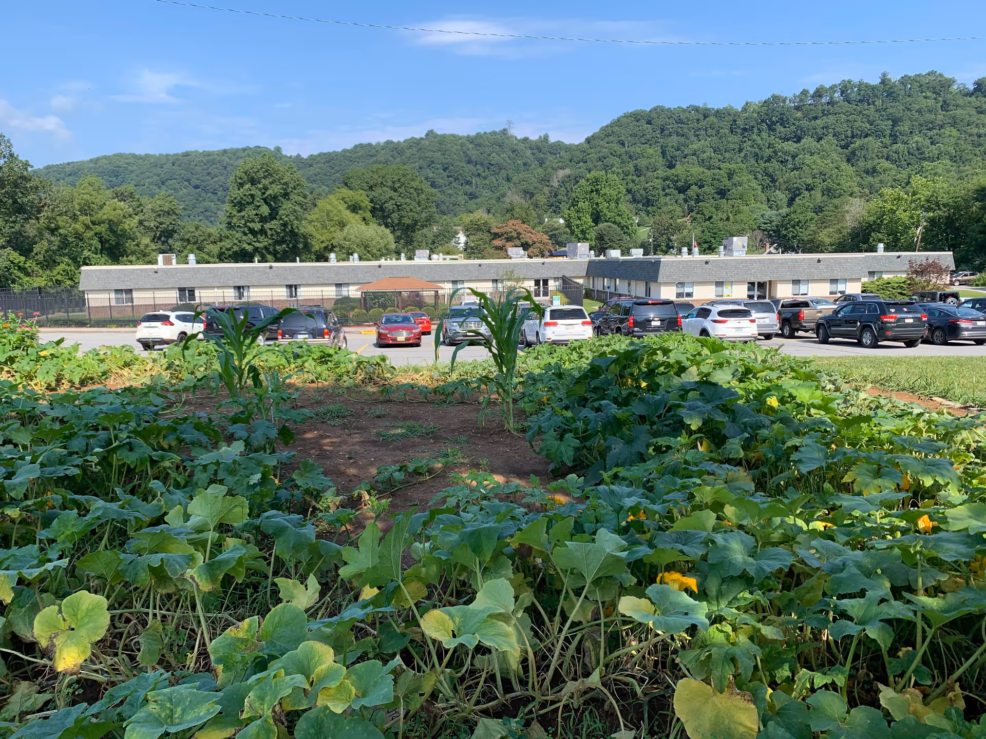 A garden with green leafy plants and some corn stalks in the foreground, with a parking lot filled with cars and a long, single-story building in the background. Behind the building are green, tree-covered hills under a blue sky with some clouds.