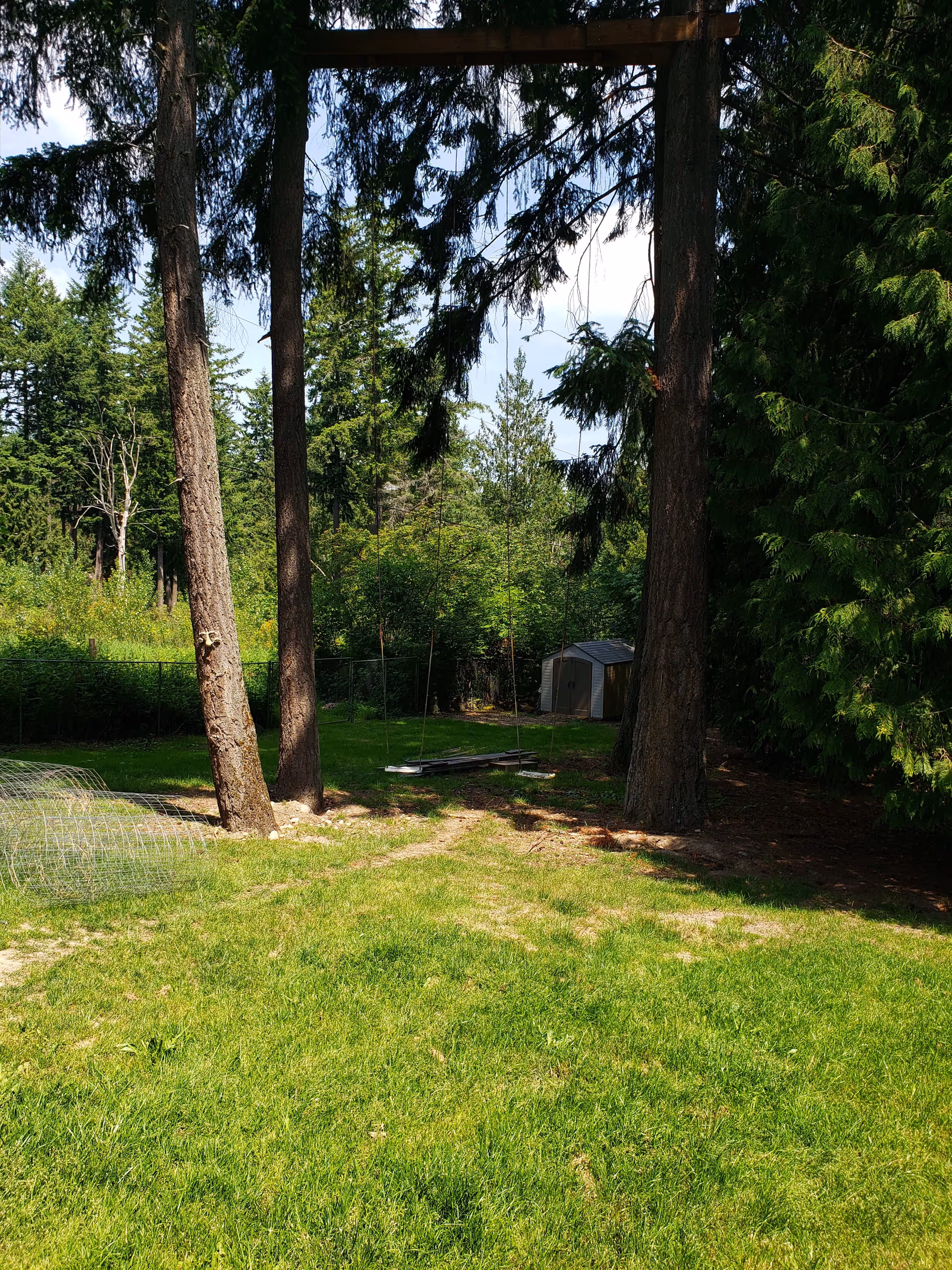 A sunny outdoor area with a swing hanging between two trees and a shed in the background.