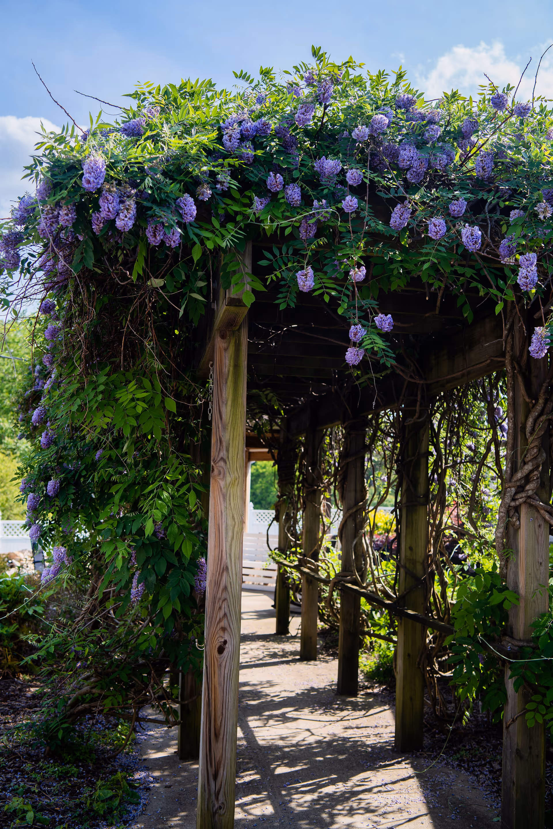 A wooden pergola covered with lush green vines and clusters of purple flowers, casting shadows on the pathway beneath it on a sunny day with a blue sky and some clouds.